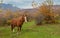 Horse standing on autumnal pasture located in Crimean mountains