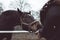 Horse standing behind the fence asking for food