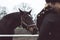 Horse standing behind the fence asking for food