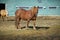 Horse standing in field barn spring mammal ranch pasture agriculture