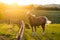 Horse Standing By A Field Fence At Sunset