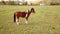 Horse is standing in a field. free grazing of cloven-hoofed animals on pastures.
