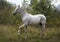 Horse standing in the forest on the green grass near the trees