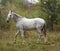 Horse standing in the forest on the green grass near the trees