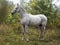 Horse standing in the forest on the green grass near the trees