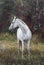 Horse standing in the forest on the green grass near the trees