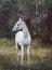 Horse standing in the forest on the green grass near the trees