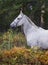 Horse standing in the forest on the green grass near the trees