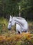 Horse standing in the forest on the green grass near the trees