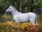 Horse standing in the forest on the green grass near the trees