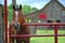 Horse Standing by Gate 0f Horse Stable