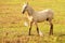 Horse standing in a grassy field, with two white birds perched nearby.