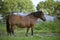 Horse standing grazing in the pen for horses, stable of a rural farm on a background. Mena, Ukraine