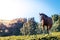 A horse standing in a green filed