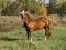 Horse standing on green grass against a background of autumn forest