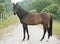 Horse standing on meadow