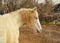 Horse standing in a paddock on a background of gray trees