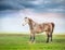 Horse standing on pasture over cloudy sky