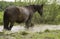 The horse is standing sideways in the muddy water near a willow Bush