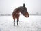 Horse standing on snow covered field while gentle snowing