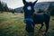 A horse standing on top of a grass covered field