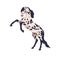Horse standing up in rearing pose. Wild stallion profile, beautiful spotted steed of Knabstrupper breed. Purebred spotty