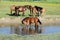 Horse standing in water