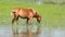 Horse standing in water