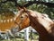 Horse stands on a background of green leaves