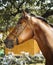 Horse stands on a background of green leaves