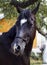 Horse stands on a background of green leaves