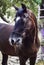 Horse stands on a background of green leaves