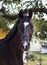 Horse stands on a background of green leaves