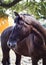 Horse stands on a background of green leaves