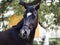 Horse stands on a background of green leaves