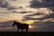 Horse stands on the crest of a grassy hilltop as the sunset