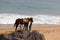 A horse stands near Mahabalipuram beach