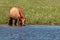 The horse stands in the water of the pond and drinks water from there. Horses at the site of watering. Bashkiria