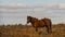 Horse With Starling