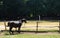 Horse stationed at fence in country farm training camp