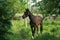 A horse strolling in the garden