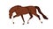 Horse, strong stallion running. Steed profile, side view, moving fast. Racehorse, brown mustang equine animal in action