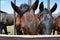 Horse stuck his snout through a fence on a farm