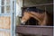 horse at stud farm at spring month may in south germany rural co