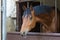 horse at stud farm at spring month may in south germany rural co