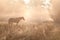 Horse sulhouette in foggy sunshine