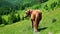 Horse on summer meadow. Amazing sunny day in mountains