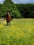 Horse in Summer Paddock