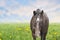 Horse on summer spring pasture with dandelion