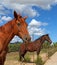 Horse in the Sun Teodoro.